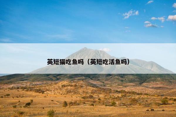 英短猫吃鱼吗（英短吃活鱼吗）