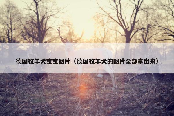德国牧羊犬宝宝图片（德国牧羊犬的图片全部拿出来）