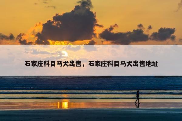 石家庄科目马犬出售，石家庄科目马犬出售地址