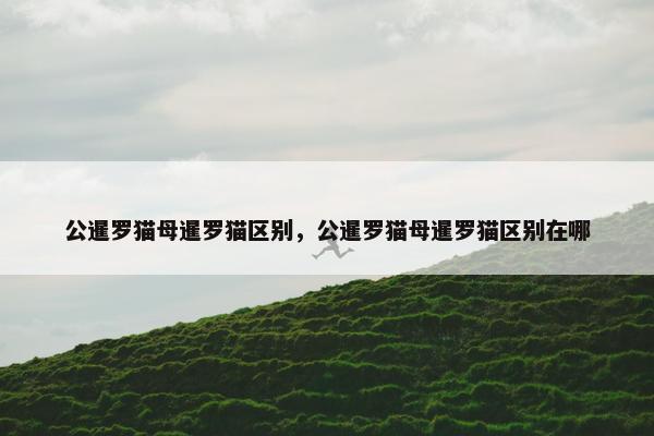 公猫