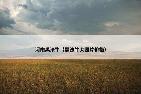 河南黑法牛（黑法牛犬图片价格）