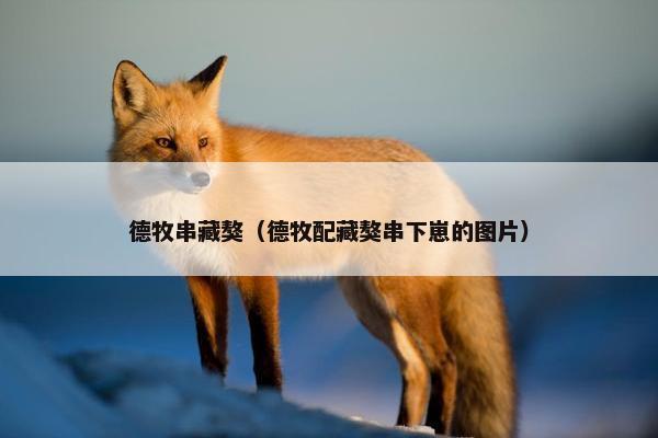 德牧串藏獒（德牧配藏獒串下崽的图片）