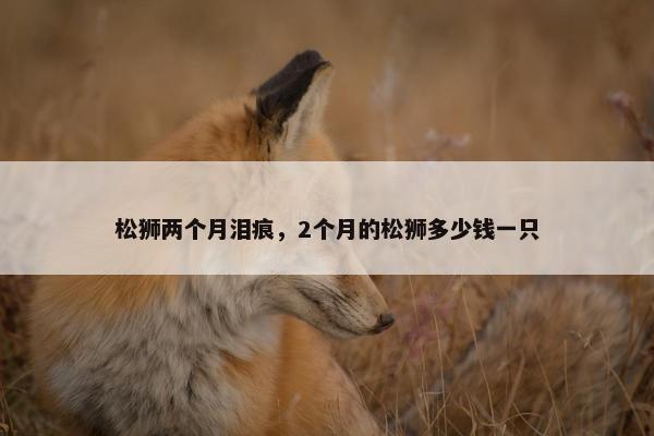 松狮两个月泪痕，2个月的松狮多少钱一只