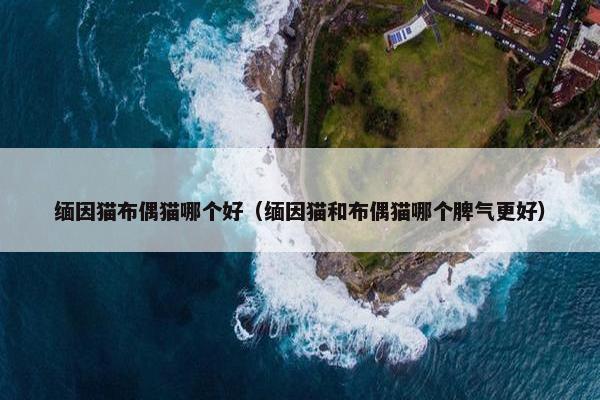 缅因猫布偶猫哪个好（缅因猫和布偶猫哪个脾气更好）