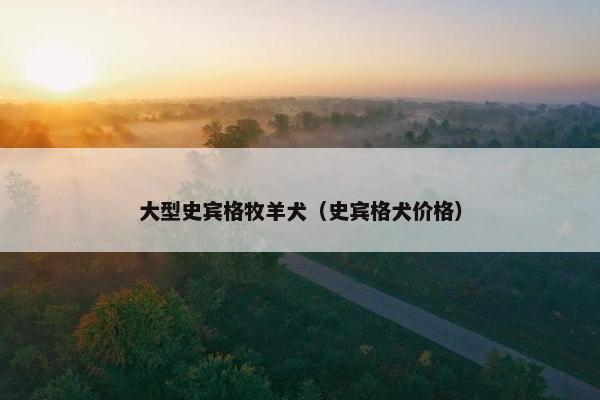 大型史宾格牧羊犬（史宾格犬价格）