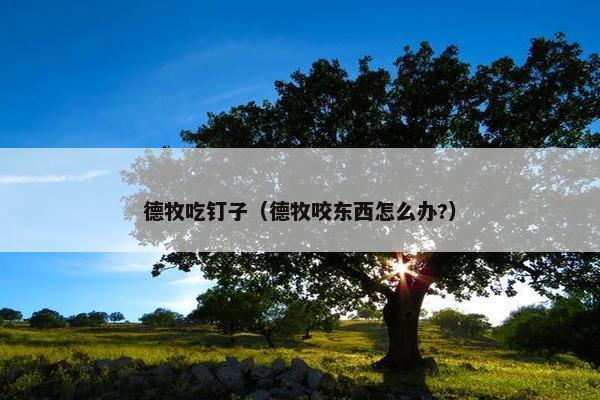 德牧吃钉子（德牧咬东西怎么办?）