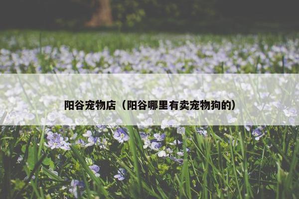 阳谷宠物店（阳谷哪里有卖宠物狗的）