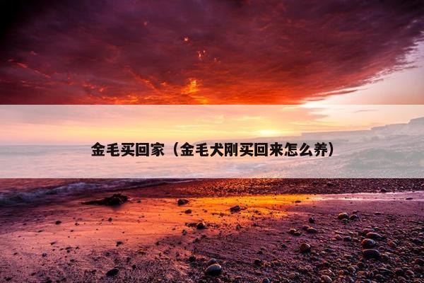 金毛买回家（金毛犬刚买回来怎么养）