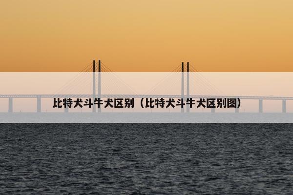 比特犬斗牛犬区别（比特犬斗牛犬区别图）