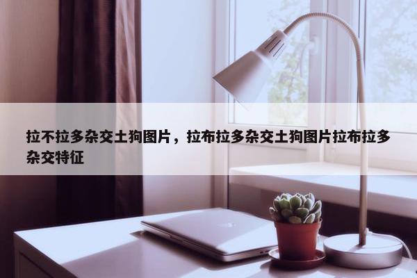拉不拉多杂交土狗图片，拉布拉多杂交土狗图片拉布拉多杂交特征
