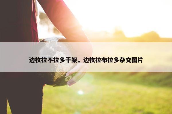 边牧拉不拉多干架，边牧拉布拉多杂交图片