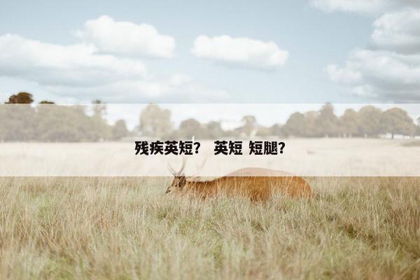 残疾英短？ 英短 短腿？