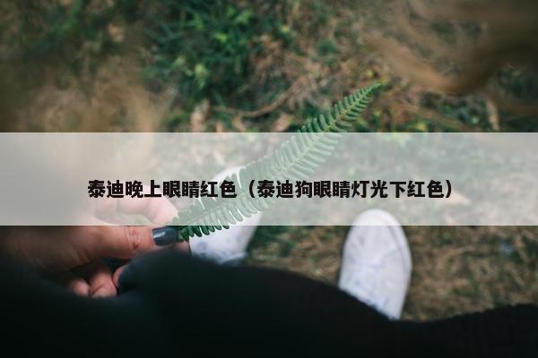 泰迪晚上眼睛红色（泰迪狗眼睛灯光下红色）
