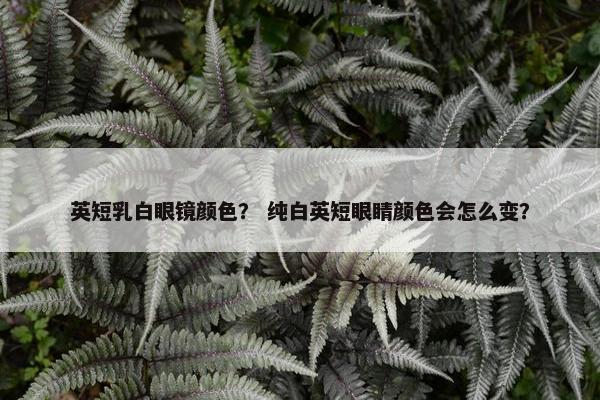 英短乳白眼镜颜色？ 纯白英短眼睛颜色会怎么变？