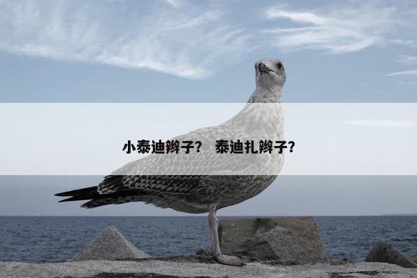 小泰迪辫子？ 泰迪扎辫子？