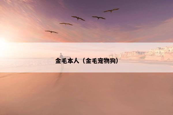 金毛本人（金毛宠物狗）