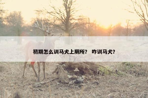 初期怎么训马犬上厕所？ 咋训马犬？