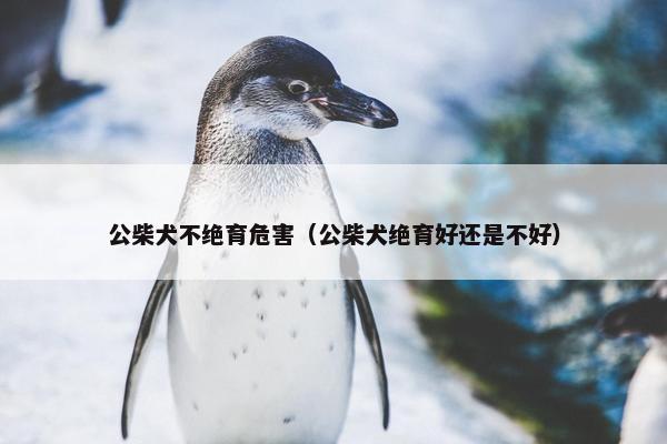 公柴犬不绝育危害（公柴犬绝育好还是不好）