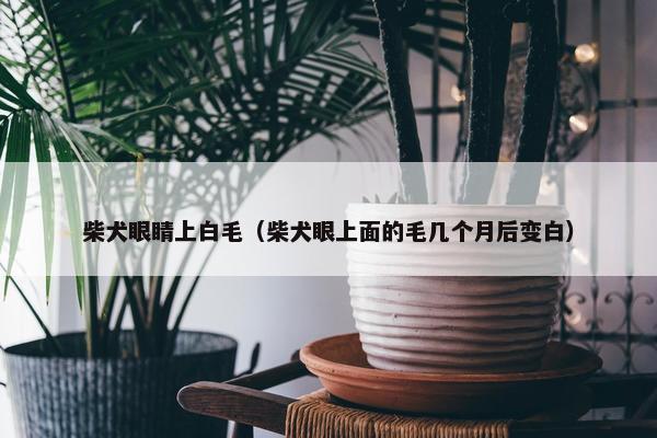 柴犬眼睛上白毛（柴犬眼上面的毛几个月后变白）