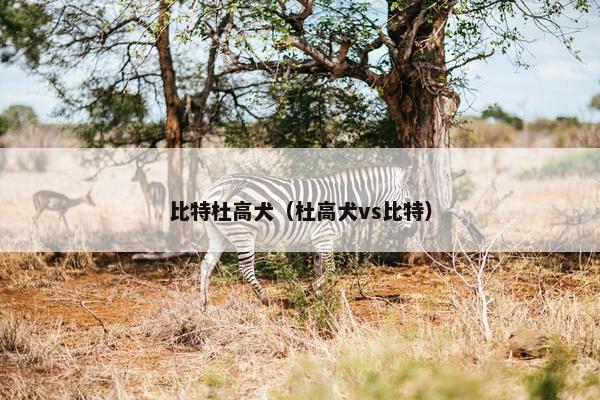 比特杜高犬（杜高犬vs比特）