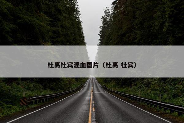 杜高杜宾混血图片（杜高 杜宾）