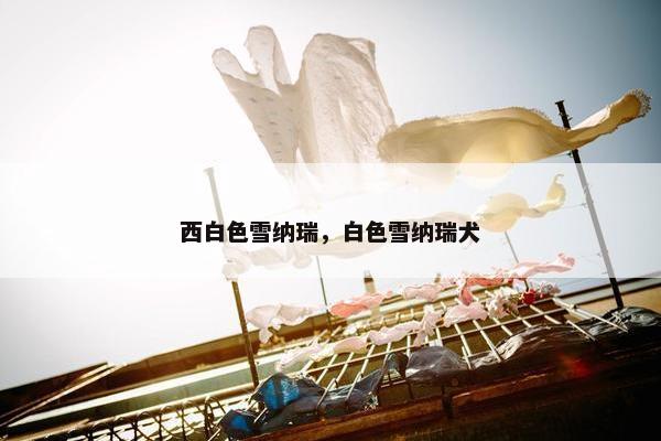 西白色雪纳瑞，白色雪纳瑞犬