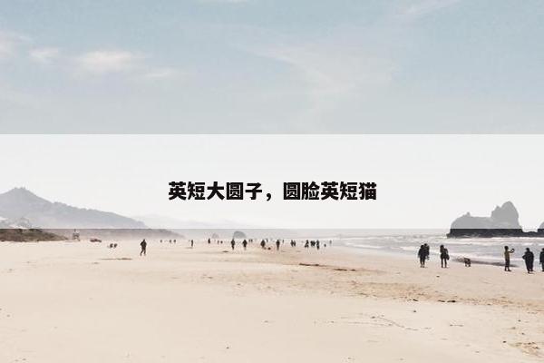 英短大圆子，圆脸英短猫
