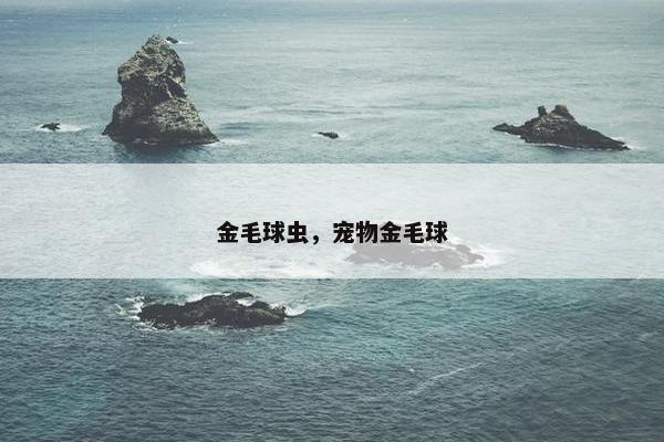 金毛球虫，宠物金毛球