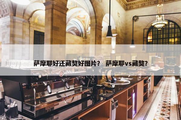 萨摩耶好还藏獒好图片？ 萨摩耶vs藏獒？
