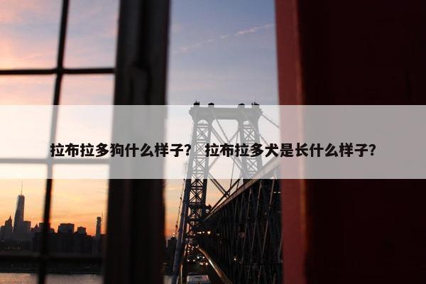 拉布拉多狗什么样子？ 拉布拉多犬是长什么样子？