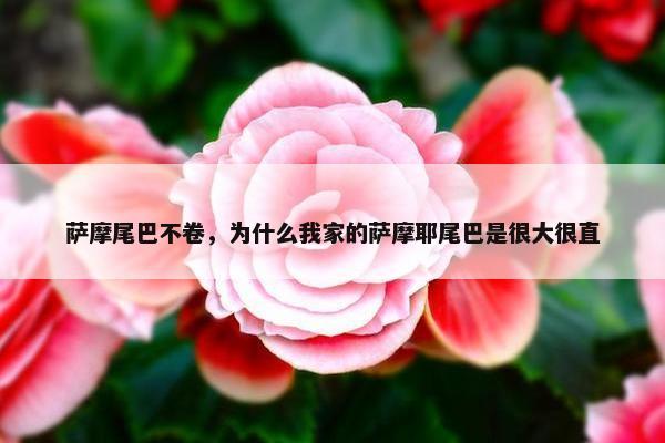 萨摩尾巴不卷，为什么我家的萨摩耶尾巴是很大很直