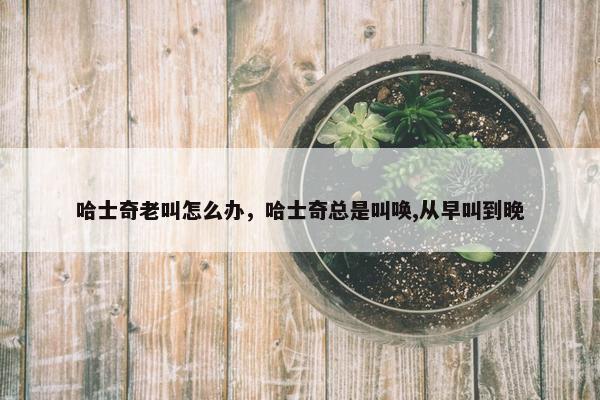 哈士奇老叫怎么办，哈士奇总是叫唤,从早叫到晚