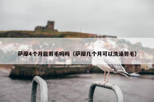 萨摩4个月能剪毛吗吗（萨摩几个月可以洗澡剪毛）