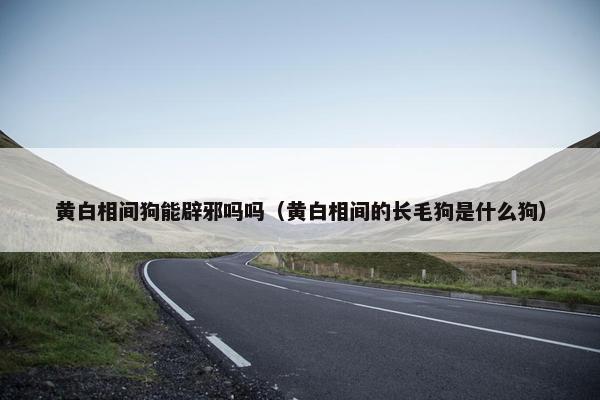 黄白相间狗能辟邪吗吗（黄白相间的长毛狗是什么狗）