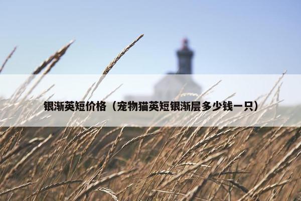 银渐英短价格（宠物猫英短银渐层多少钱一只）