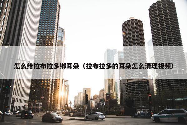 怎么给拉布拉多绑耳朵（拉布拉多的耳朵怎么清理视频）