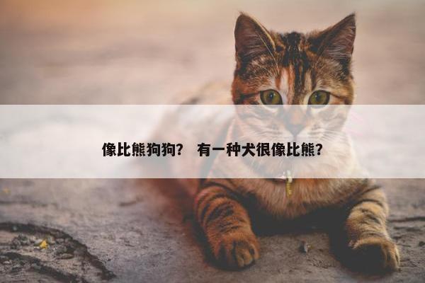 像比熊狗狗？ 有一种犬很像比熊？