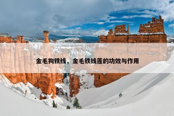 金毛狗铁线，金毛铁线莲的功效与作用