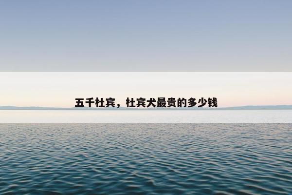 五千杜宾，杜宾犬最贵的多少钱