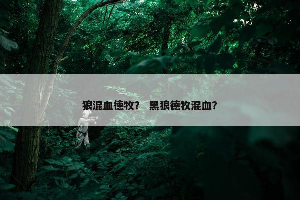 狼混血德牧？ 黑狼德牧混血？