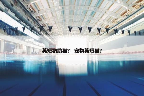 英短鹦鹉猫？ 宠物英短猫？
