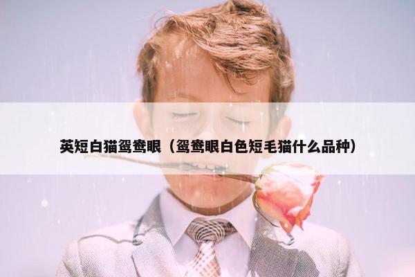 英短白猫鸳鸯眼（鸳鸯眼白色短毛猫什么品种）