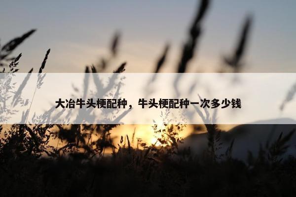 大冶牛头梗配种，牛头梗配种一次多少钱