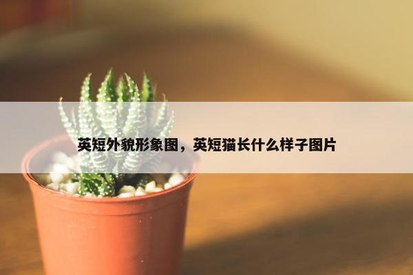 英短外貌形象图，英短猫长什么样子图片