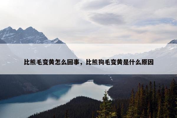 比熊毛变黄怎么回事，比熊狗毛变黄是什么原因