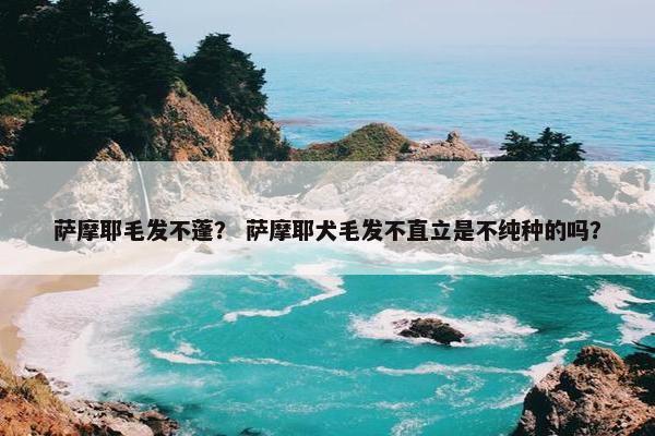萨摩耶毛发不蓬？ 萨摩耶犬毛发不直立是不纯种的吗？