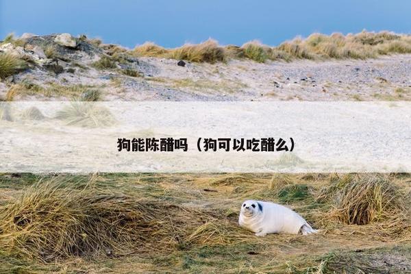 狗能陈醋吗（狗可以吃醋么）