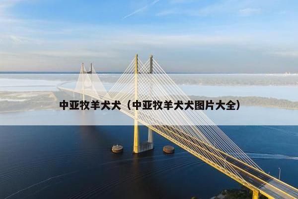 中亚牧羊犬犬（中亚牧羊犬犬图片大全）