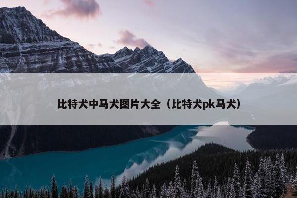 比特犬中马犬图片大全（比特犬pk马犬）