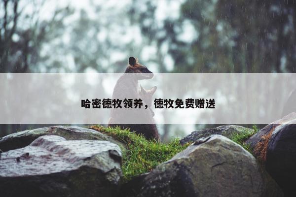 哈密德牧领养，德牧免费赠送